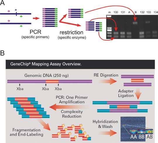 affymetrix snp array