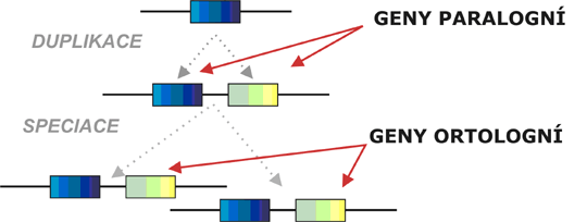 Homologn geny