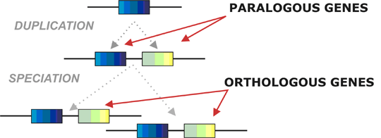 Paralog ve Orotolog Genlerin karşılaştırması