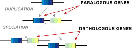 Homologous genes