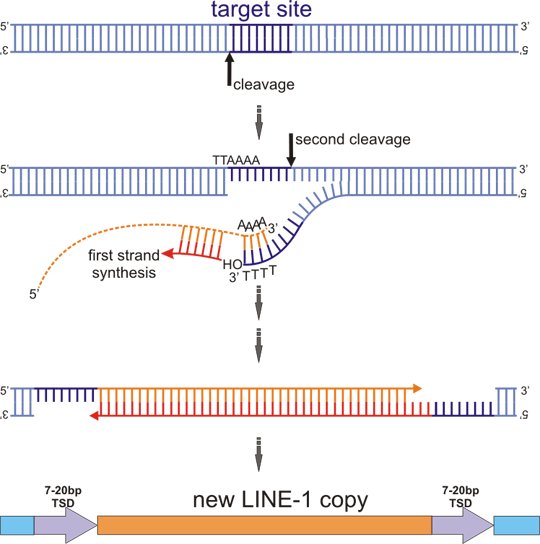 duplication of dna. of a new DNA copy of L1,