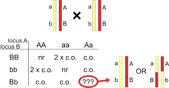 tab81