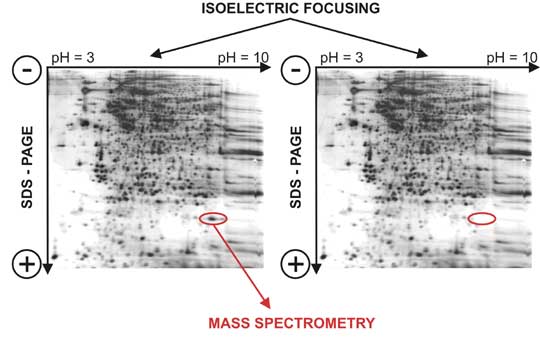 2D electrophoresis